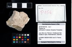 Foto (Objekt + Etikett) von Prosopon sp.  (NHMW-GEO-2014-0194-0156)
